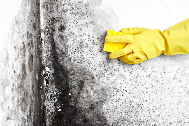 Best Mold Cleaning Services  in Coos Bay, OR