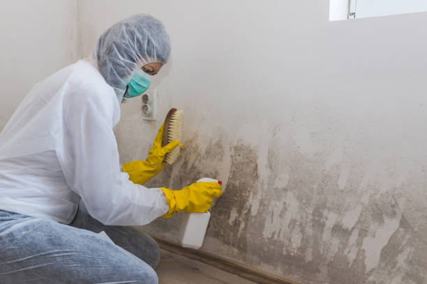 Best Mold Remediation Experts  in Coos Bay, OR