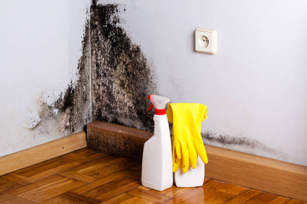 Best Local Mold Removal Service  in Coos Bay, OR