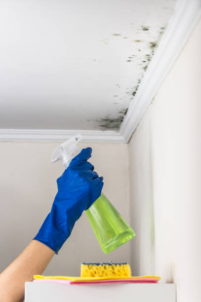 Best Commercial Mold Removal  in Coos Bay, OR